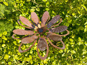 Metal Rudbeckia Flower Stake